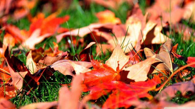Fallen Autumn Leaves — Red, Serene, Photograph