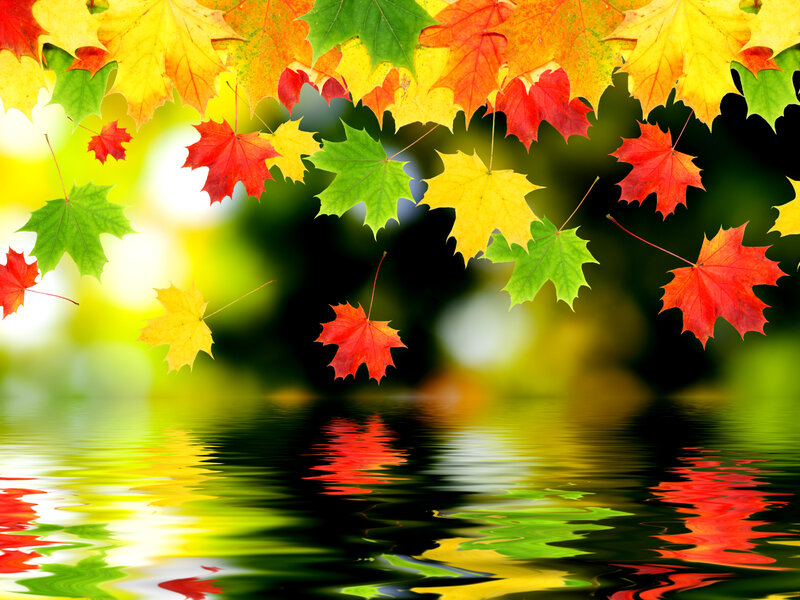 Fallen Autumn Leaves — Red, Serene