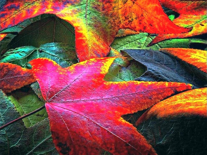 Fallen Autumn Leaves — Red