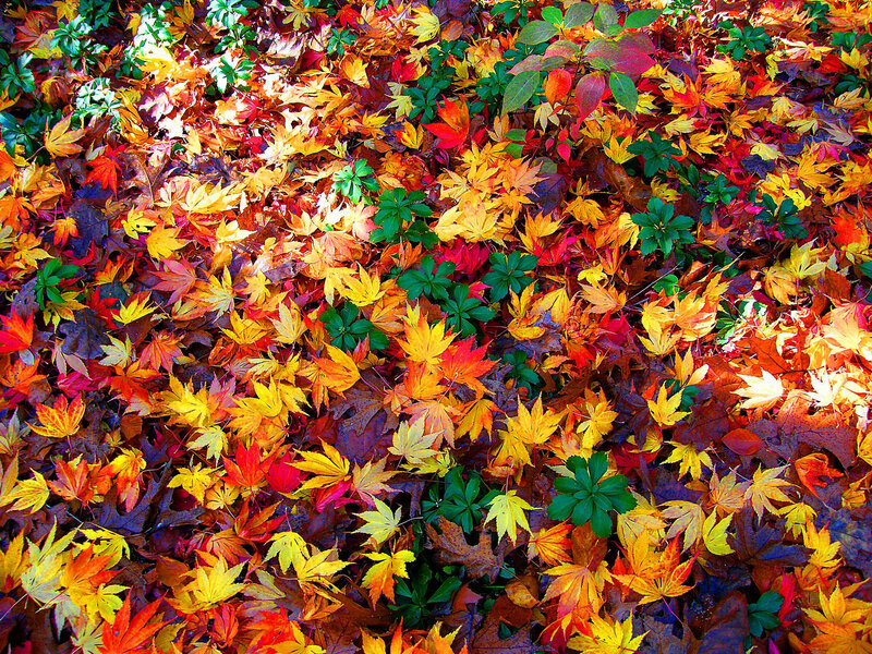 Fallen Autumn Leaves — Red, Vibrant, Photograph, Green Plants