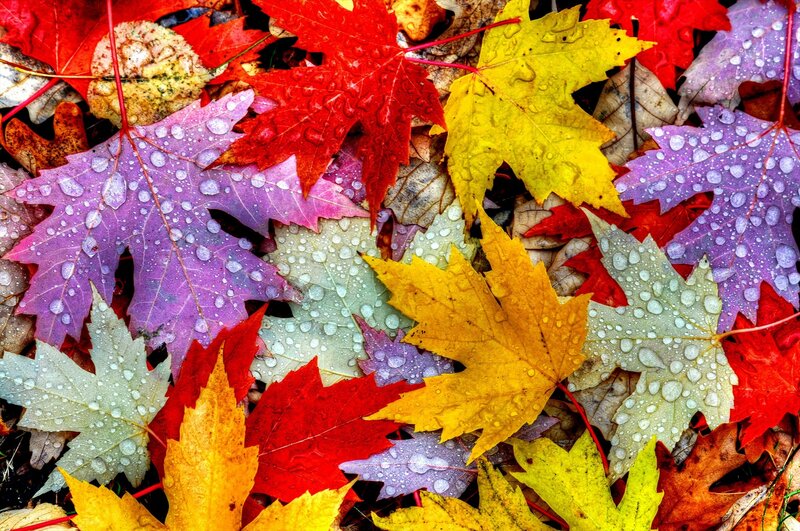 Fallen Autumn Leaves — Red, Vibrant, Photograph, Raindrops