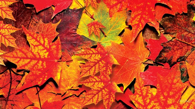Fallen Autumn Leaves — Red, Vibrant, Photograph