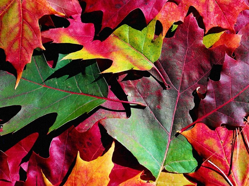 Fallen Autumn Leaves — Red, Vibrant