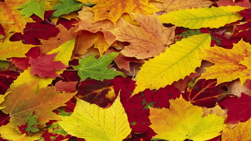 Fallen Autumn Leaves — Yellow, Calm, Photograph, Colorful, Ground, Red