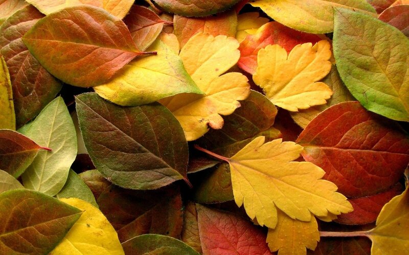 Fallen Autumn Leaves — Yellow, Calm, Photograph, Colorful