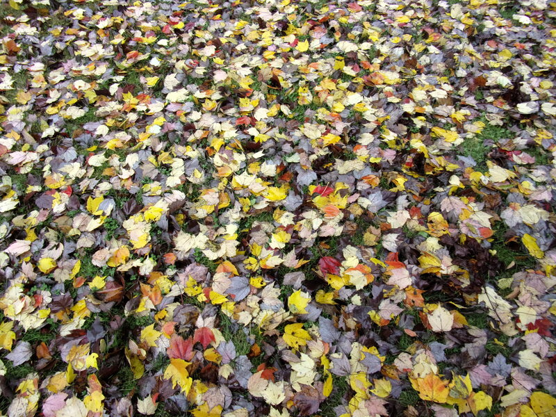 Fallen Autumn Leaves — Yellow, Calm, Photograph, Grass