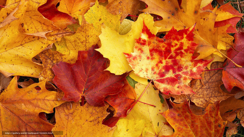 Fallen Autumn Leaves — Yellow, Calm, Photograph, Ground, Stem