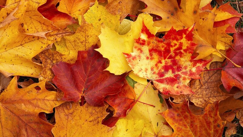 Fallen Autumn Leaves — Yellow, Calm, Photograph, Ground