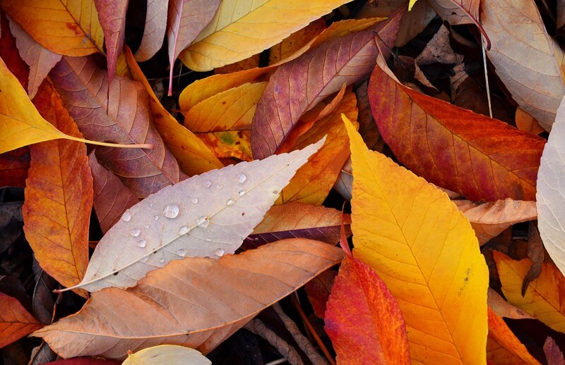 Fallen Autumn Leaves — Yellow, Calm, Photograph, Leaf