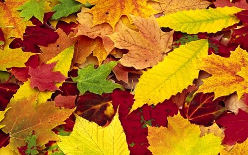 Fallen Autumn Leaves — Yellow, Calm, Photograph, Maple Leaf, Red