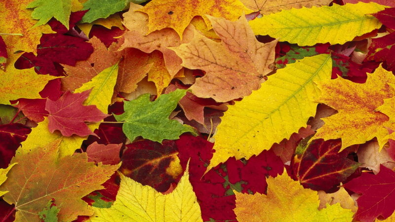 Fallen Autumn Leaves — Yellow, Calm, Photograph, Maple Leaf