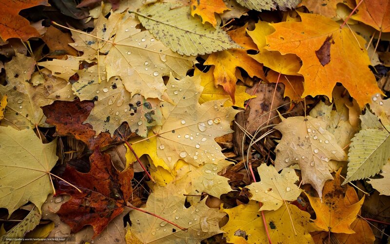 Fallen Autumn Leaves — Yellow, Calm, Photograph, Raindrops