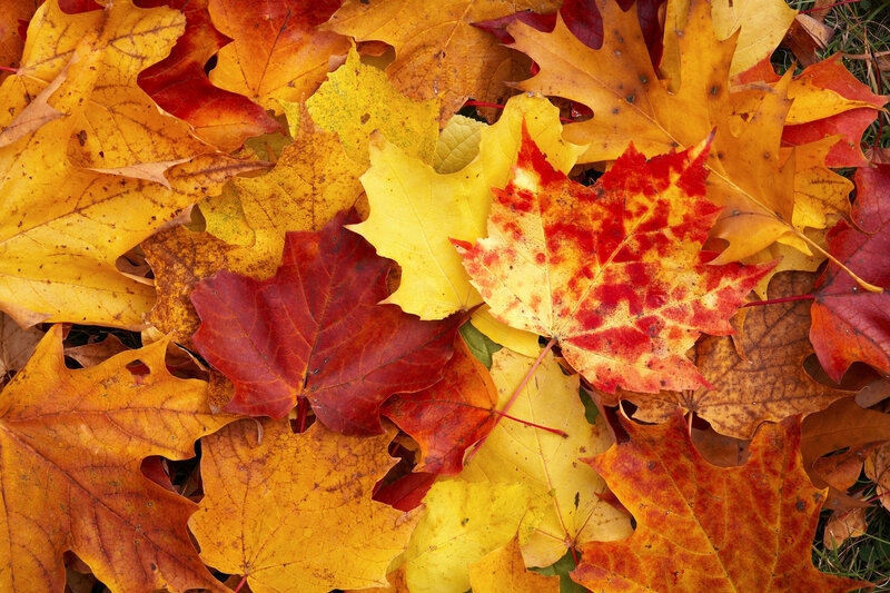 Fallen Autumn Leaves — Yellow, Calm, Photograph