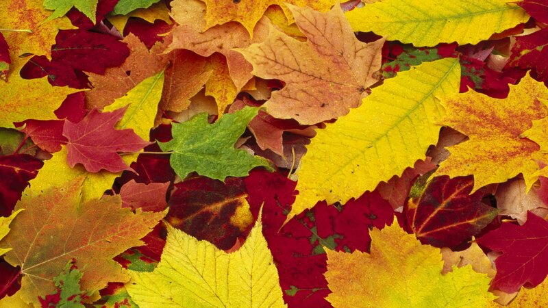 Fallen Autumn Leaves — Yellow, Colorful