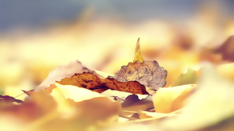 Fallen Autumn Leaves — Yellow, Serene, Photograph, Sunlight