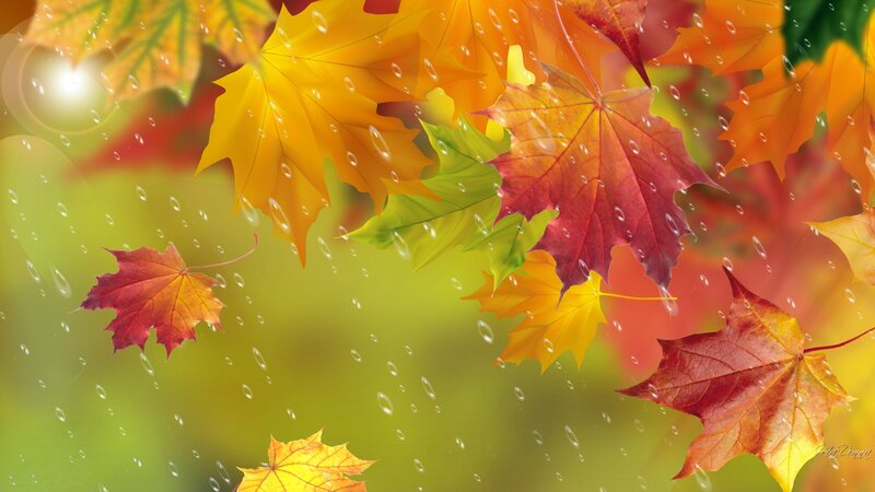 Fallen Autumn Leaves — Yellow, Serene
