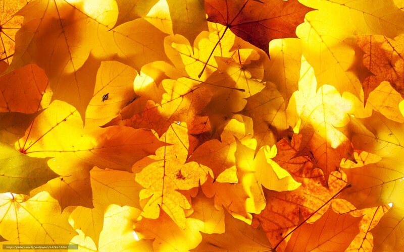 Fallen Autumn Leaves — Yellow, Warm, Photograph, Sunlight