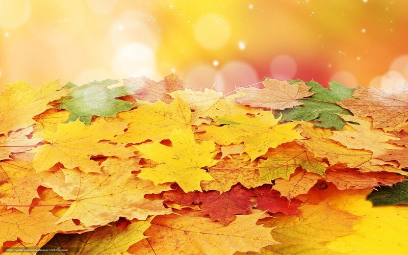 Fallen Autumn Leaves — Yellow, Warm, Photograph