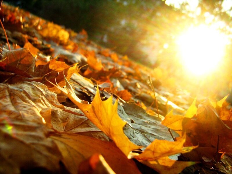 Fallen Autumn Leaves — Yellow, Warm