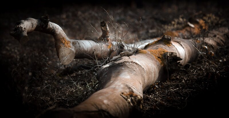 Fallen Birch Logs