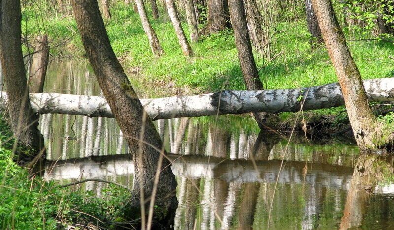 Fallen Birch Tree over Stream — Green
