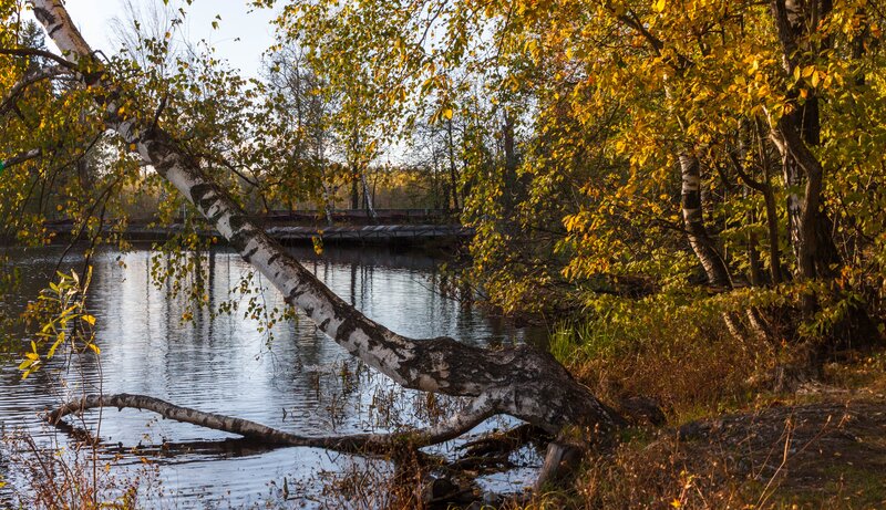 Fallen Birch Tree