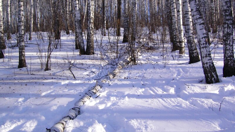 Fallen Birch Tree — White, Serene