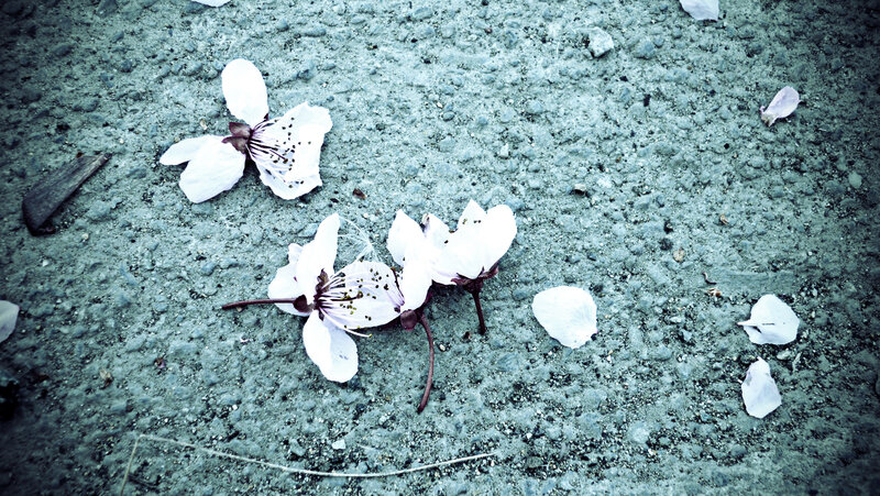 fallen blossoms on pavement