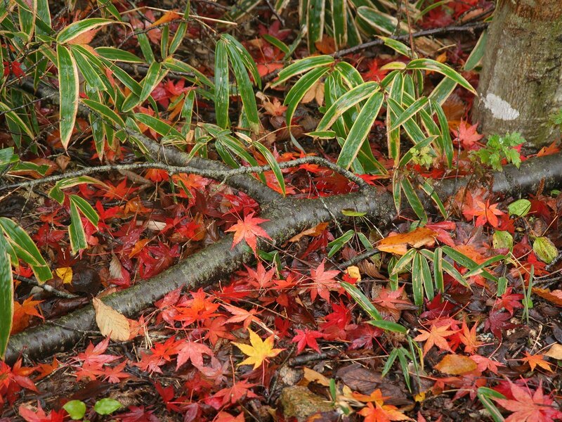 Fallen Branch with Maple Leaves