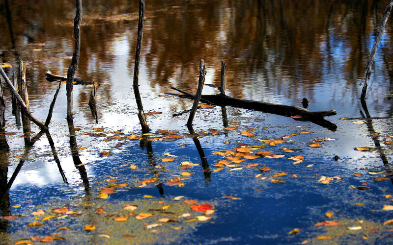 Fallen Branches in Pond