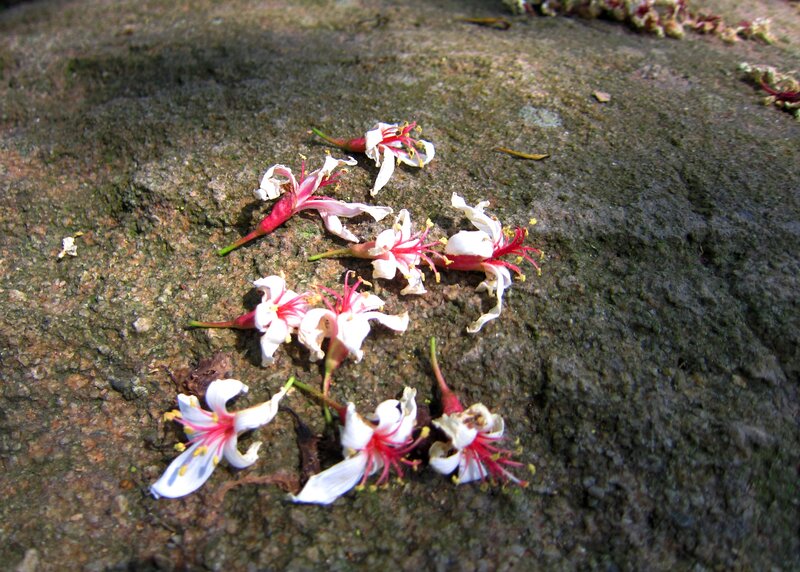 Fallen Cherry Blossoms