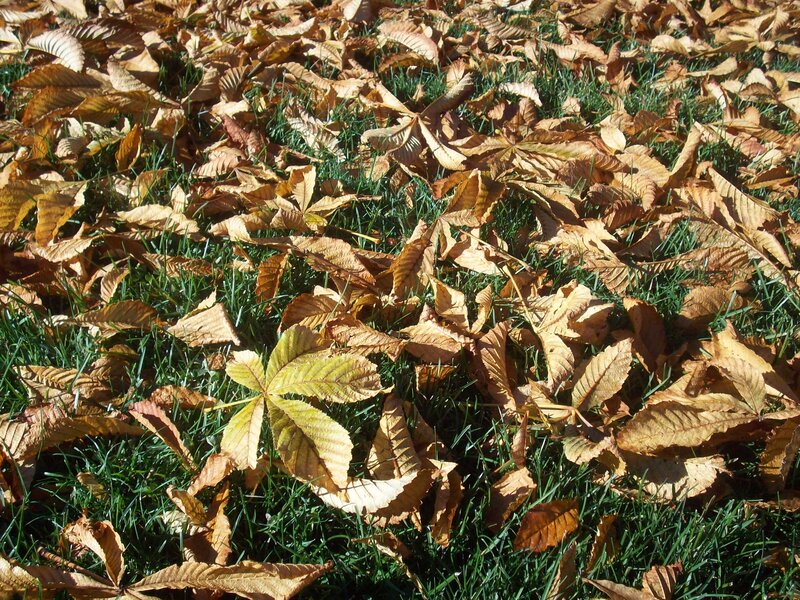 Fallen Chestnut Leaves