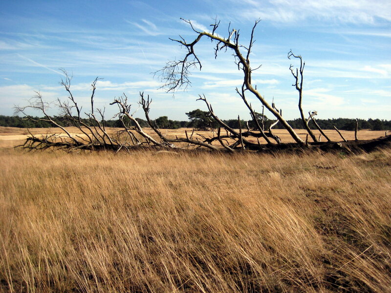 Fallen Dead Tree