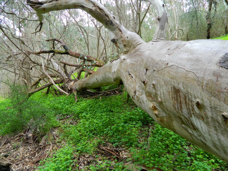 Fallen Eucalyptus Tree