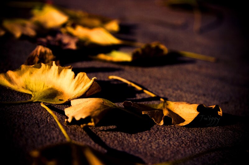 fallen ginkgo leaves at dusk