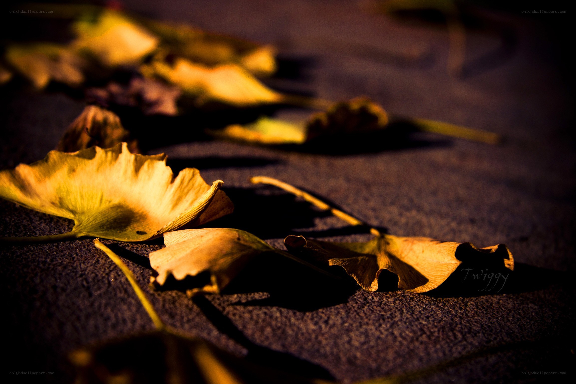fallen ginkgo leaves at dusk