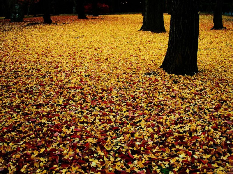 Fallen Ginkgo Leaves