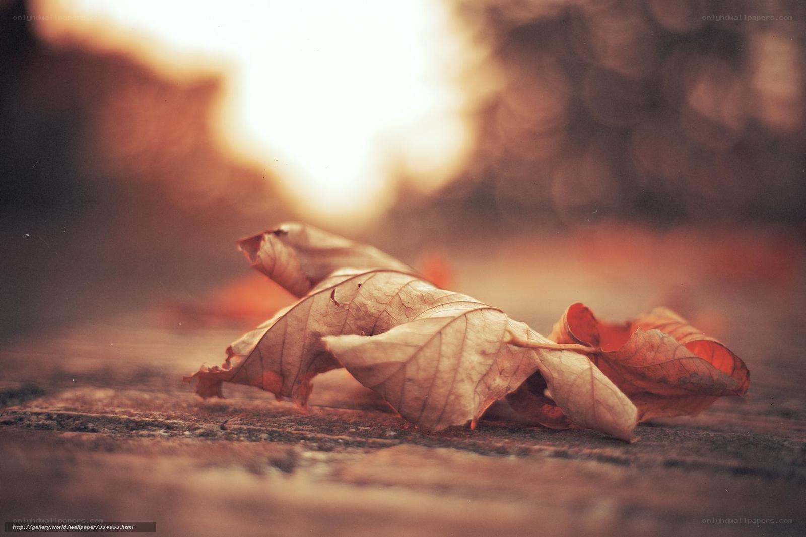 Fallen leaf at sunset