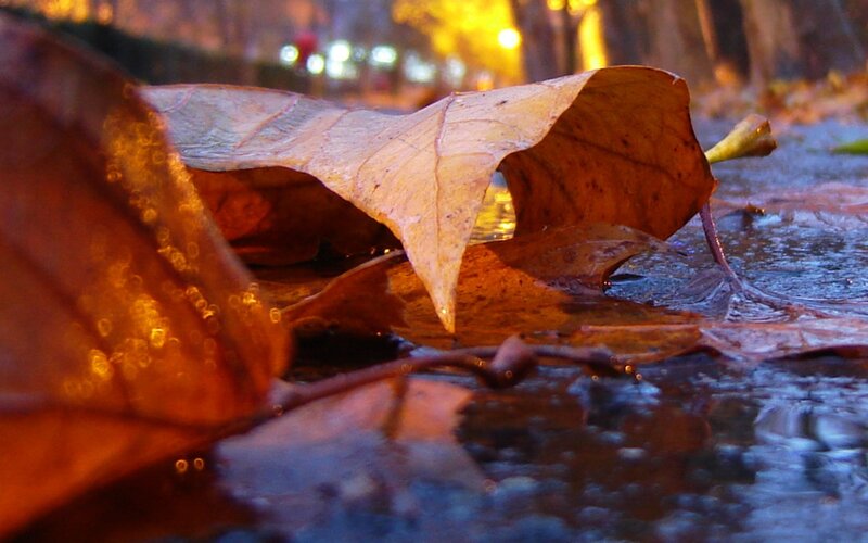 Fallen leaf in a puddle