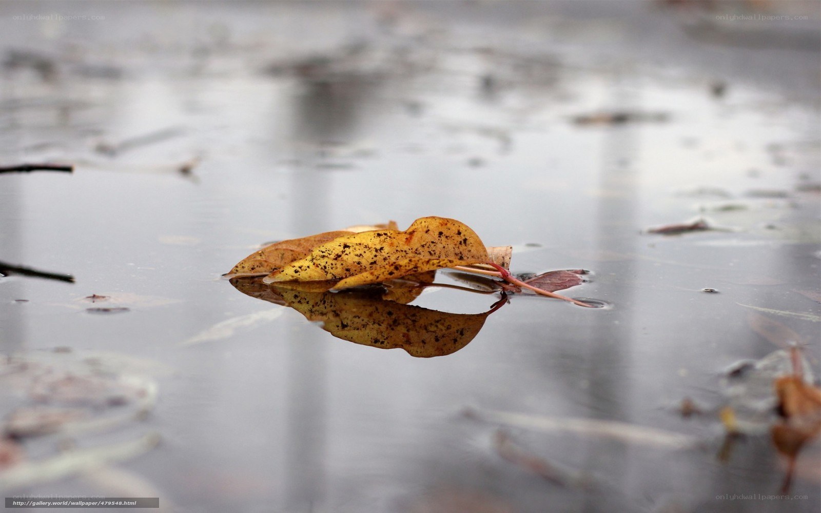 Fallen leaf in a puddle