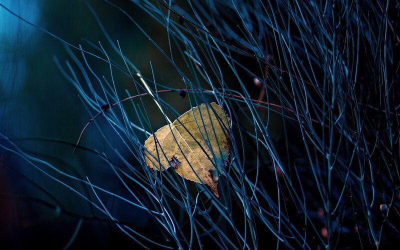 Fallen leaf in blue grass