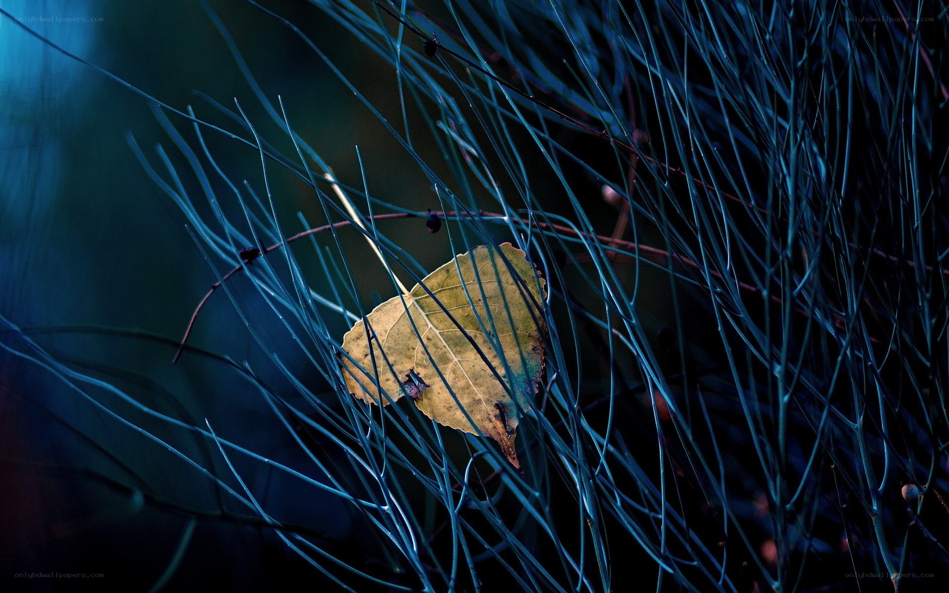 Fallen leaf in blue grass