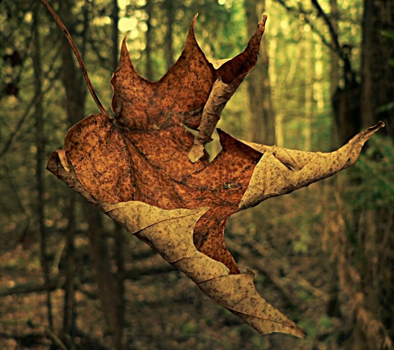 fallen leaf in forest