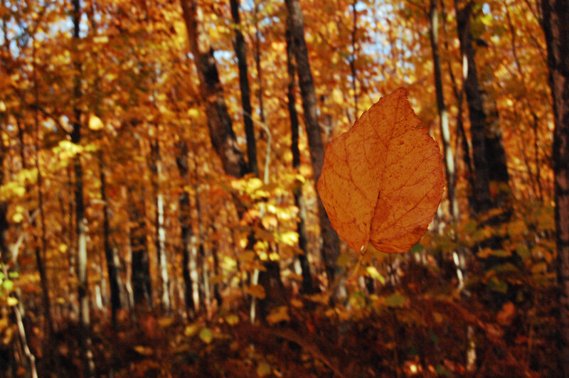 Fallen Leaf in Forest — Orange