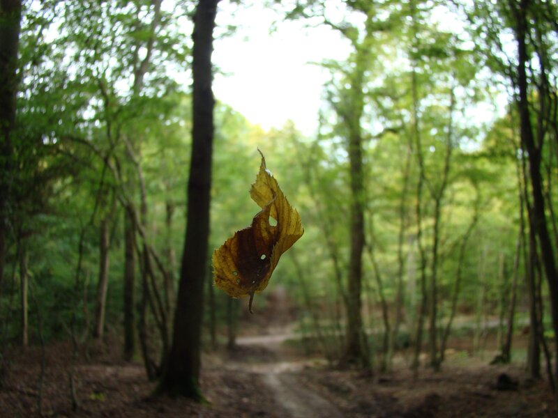 fallen leaf in forest