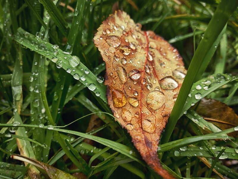 Fallen Leaf in Grass — Green, Calm