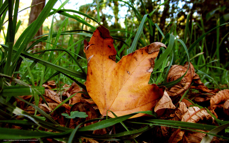 Fallen Leaf in Grass — Green