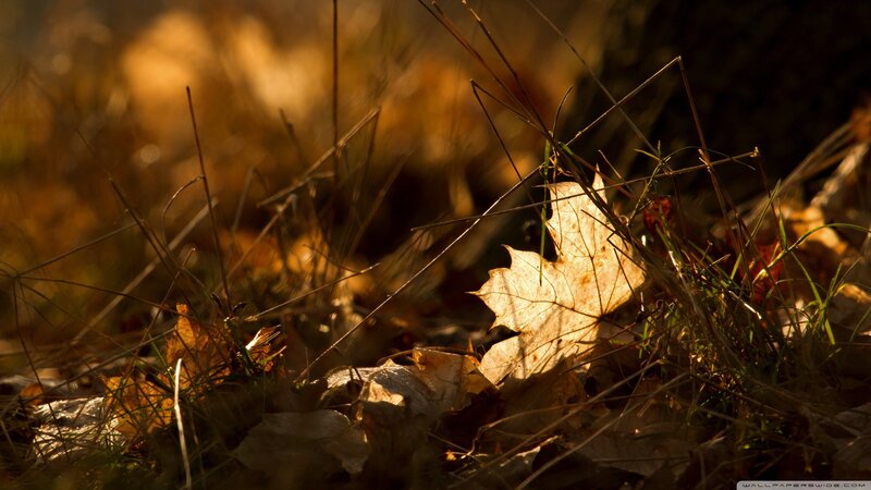 Fallen Leaf in Grass