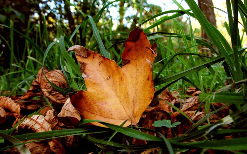 Fallen leaf in green grass
