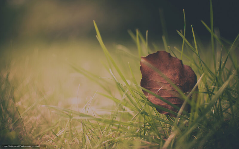 Fallen leaf in green grass